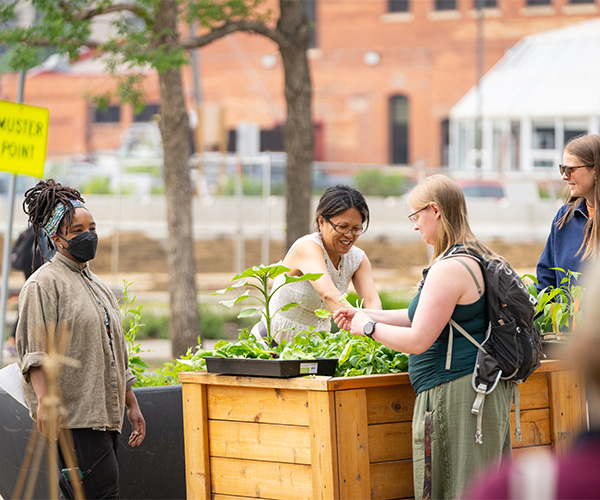 Three women stand around a wooden garden box, planting leafy greens.