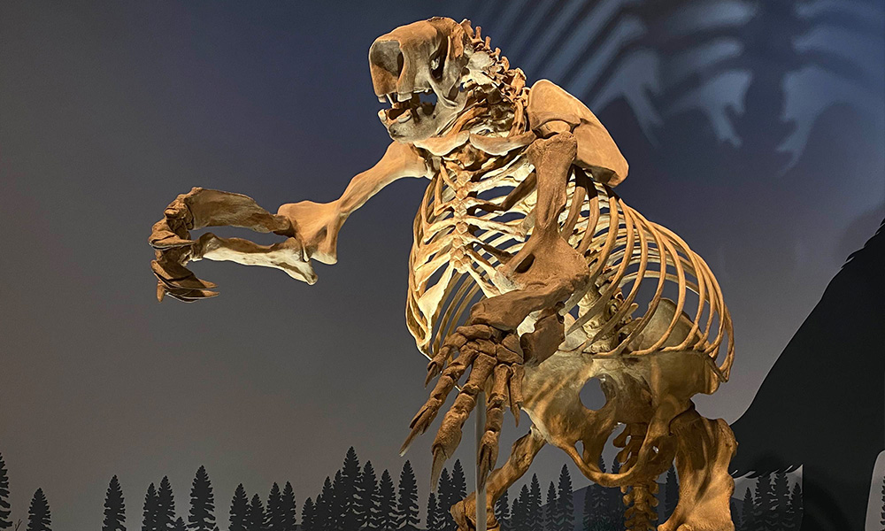 Giant sloth fossil at the Royal Alberta Museum