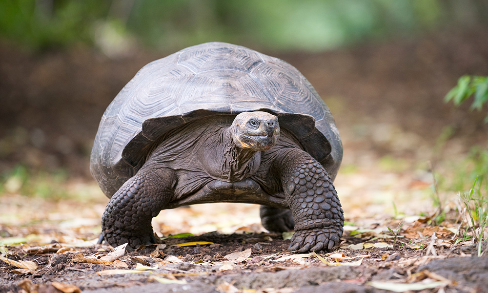 A giant tortoise walking along a dirt and grass path