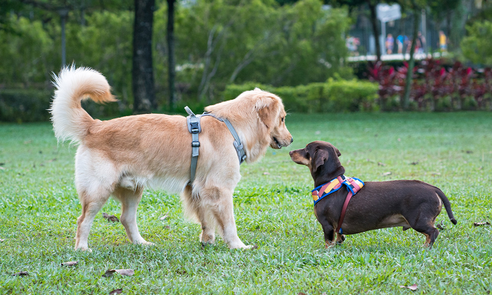 Two dogs face each other